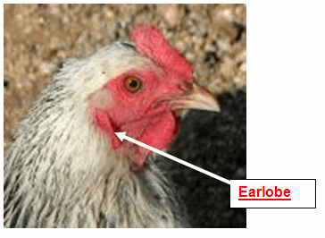 http://acenatural.com/wp-content/uploads/2014/01/Chicken-earlobe.gif