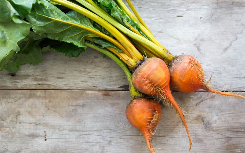 BEETS GOLD OG BULK P 25 LBS
