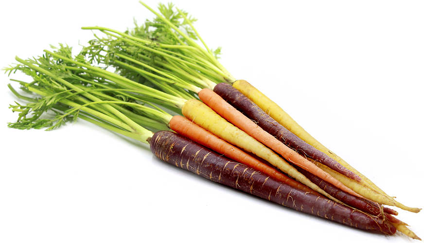 CARROTS RAINBOW TABLE OG BULK P 25 LBS