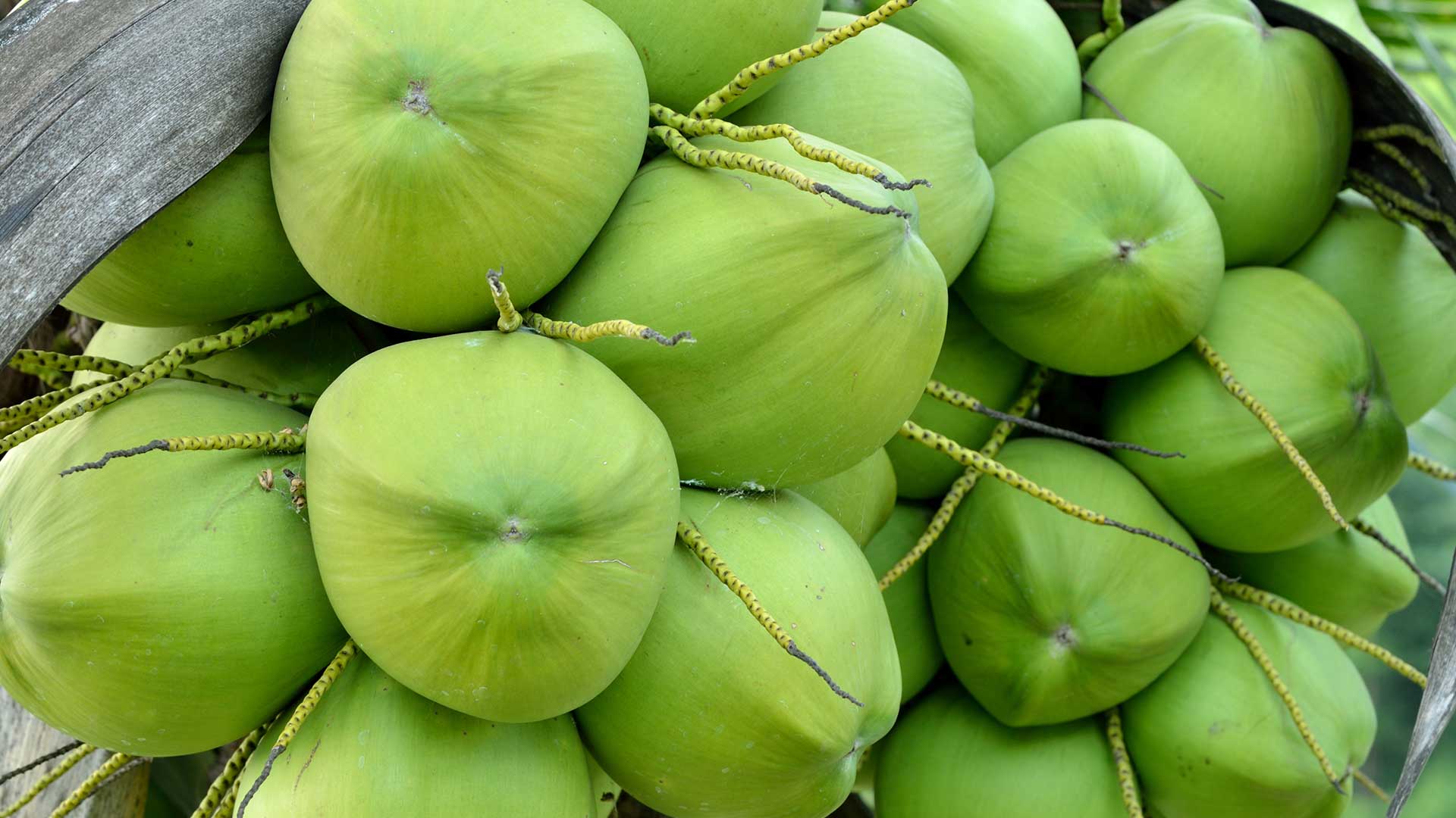 COCONUTS THAI OG BULK P 9 CT