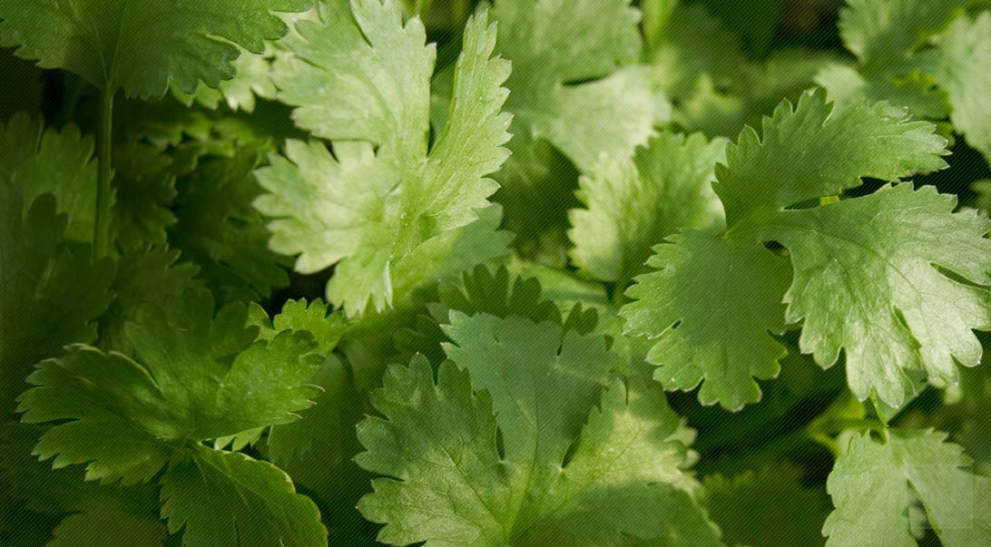 HERB CILANTRO OG BULK P 30 CT