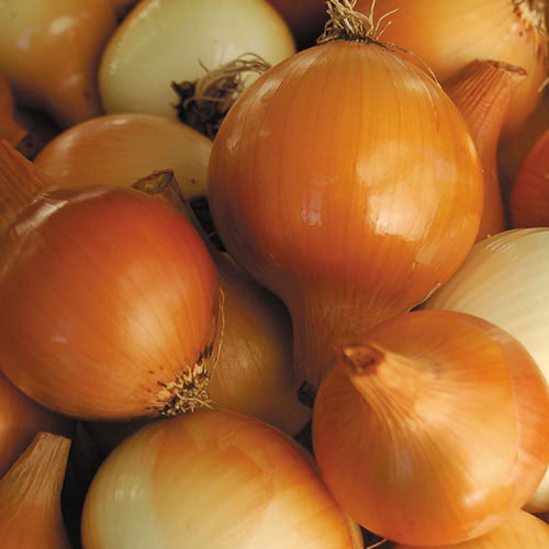 ONIONS YELLOW OG BULK P 40 LBS