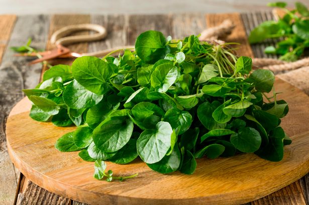 PROD WATERCRESS OG BULK P 12 CT